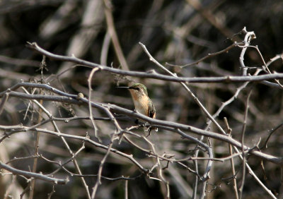Short-Tailed Woodstar, female, Punta Carnero Desert 070129.jpg