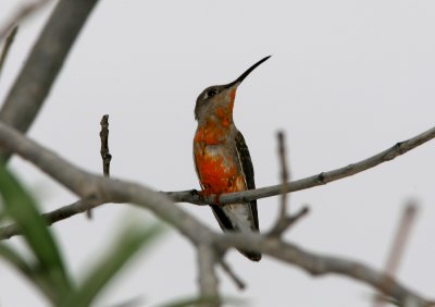 Tumbes Hummingbird, Zapatillo 070205.jpg
