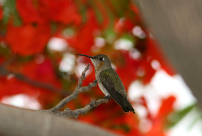 Tumbes Hummingbird, Zapatillo 070205b.jpg