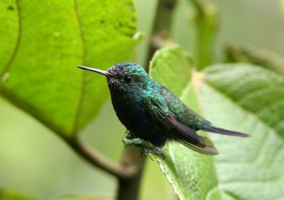 Violet-Bellied Hummingbird, Buenaventura 070131.JPG