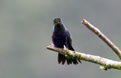 Violet-Bellied Hummingbird, Buenaventura 070131b.JPG