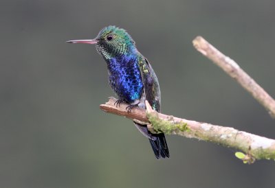Violet-Bellied Hummingbird, Buenaventura 070131c.JPG