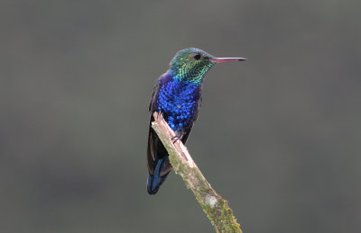 Violet-Bellied Hummingbird, Buenaventura 070131e.JPG