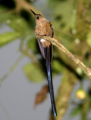 Violet-Tailed Sylph, male, Buenaventura 070131.jpg