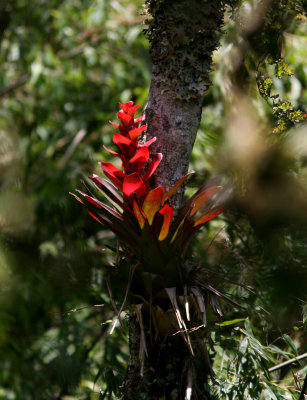 Bromelia Podocarpus 070206.jpg