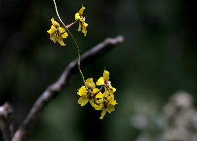 Orchid SP Podocarpus 070206.jpg