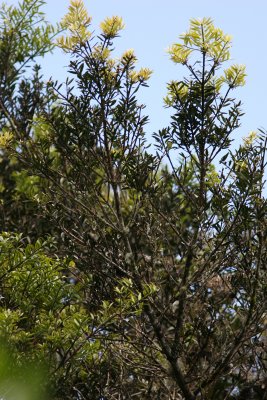 Podocarpus Tree Tapichalaca Podocarpus NP 070207.jpg
