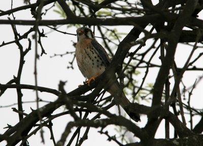 American Kestrel, male, Macara-Loja 070205.jpg