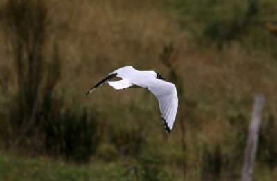 Andean Gull, El Cajas NP 070216.jpg