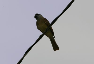 Bairdīs Flycatcher, Macara-Loja 070205.jpg