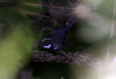 Black-Capped Sparrow, Utuana 070204.jpg