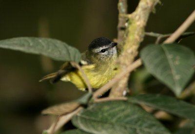 Black-Capped Tyrannulet, Gualaceo-Limon Road 070215.jpg