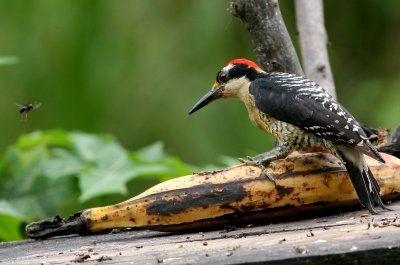 Black-Cheeked Woodpecker, Buenaventura 070131b.jpg
