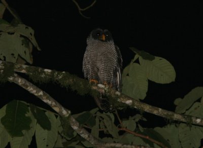 Black-and-White Owl, Buenaventura 070131.jpg
