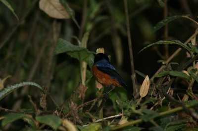Blue-Backed Conebill, Gualaceo-Limon Road 070215.jpg
