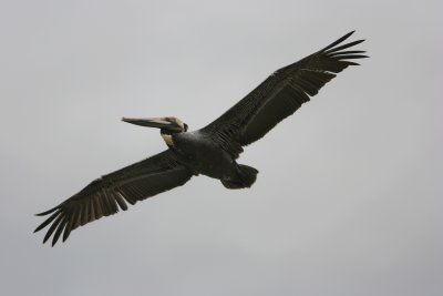 Brown Pelican, Salinas 070128b.jpg