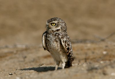 Burrowing Owl, Punta Carnero Desert 070129b.jpg