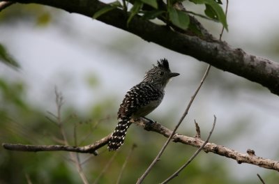 Chapmans Antshrike, Buenaventura 070202.jpg