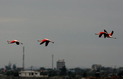 Chilean Flamingo, Salinas 070128.jpg