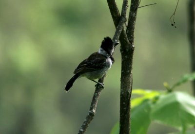 Collared Antshrike, male, Jorupe 070203c.jpg