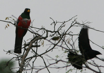 Ecuadorian Trogon (and Shiny Cowbird), Macara-Loja 070205.jpg