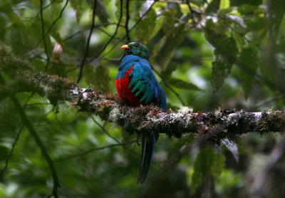 Golden-Headed Quetzal, Podocarpus NP 070211.jpg