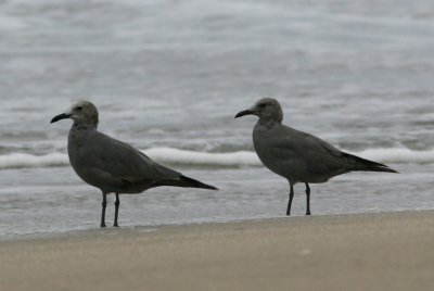 Gray Gull, Salinas 070129b.jpg
