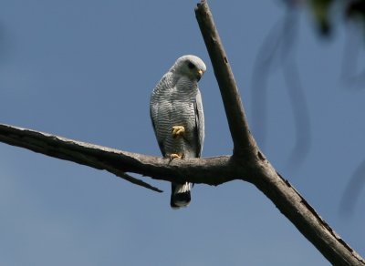 Gray Hawk, Cerro Pancho Del Diablo 070130b.jpg