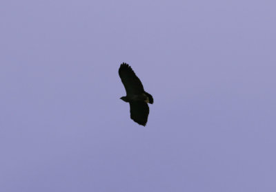 Gray-Backed Hawk, Buenaventura 070201.jpg