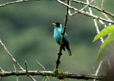 Green Honeycreeper, male, Buenaventura 070131.jpg