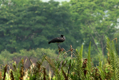 Horned Screamer, Manglares Churute 070130c.jpg