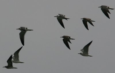 Laughing Gull, 2k, 3k, ad, Salinas 070129.jpg