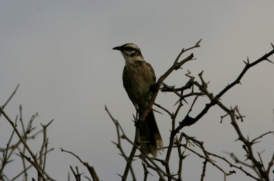 Long-Tailed Mockingbird, Punta Carnero Desert 070129c.jpg