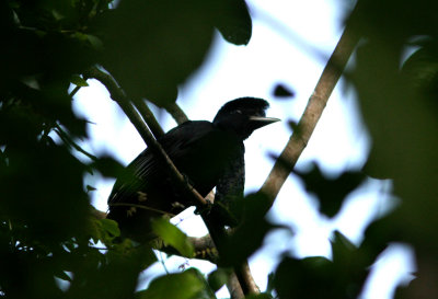 Long-Wattled Umbrellabird, Buenaventura 070202.jpg