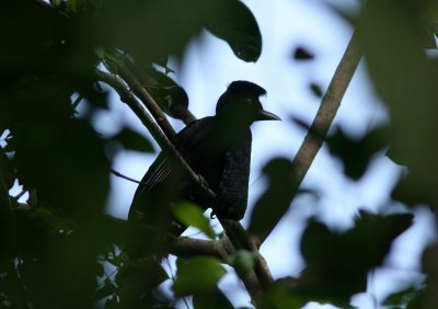 Long-Wattled Umbrellabird, Buenaventura 070202b.jpg
