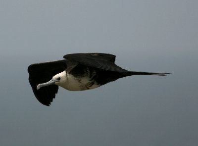 Magnificent Frigatebird, Subad, Salinas 070129.jpg