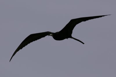 Magnificent Frigatebird, ad male, Salinas 070128.jpg