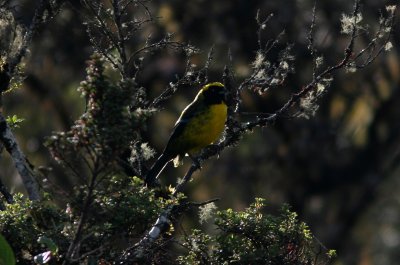 Masked Mountain-Tanager, Gualaceo-Limar Road 070215.jpg