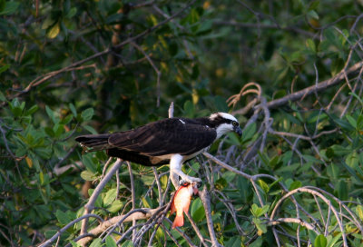 Osprey, Puerto Hondo 070129b.jpg