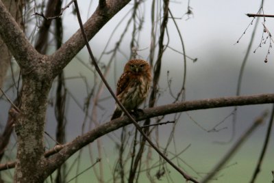 Pacific Pygmy Owl, Manglares Churute 070130.jpg