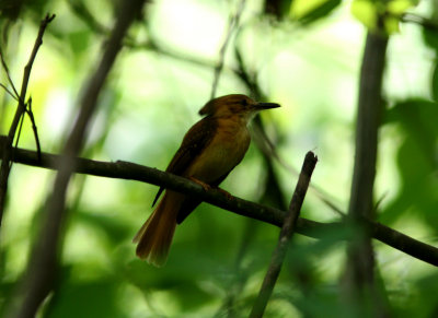 Pacific Royal-Flycatcher, Cerro Pancho Del Diablo 070130.jpg