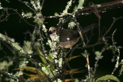 Pale-Headed Brush-Finch, Yunquilla 070214.jpg