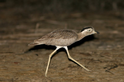 Peruvian Thick-Knee, Salinas 070128b.jpg