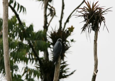 Plumbeous Kite, Buenaventura 070202.jpg