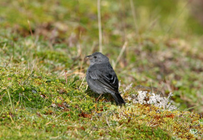 Plumbeous Sierra-Finch, male, El Cajas NP 070216.jpg