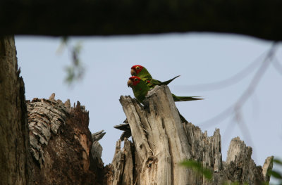 Red-Masked Parakeet, Macara-Loja 070205.jpg