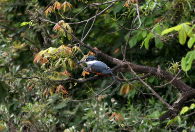 Ringed Kingfisher, Maraca-Loja 070205.jpg