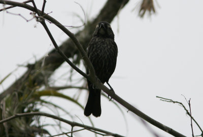 Shiny Cowbird, female,  Macara-Loja 070205.jpg