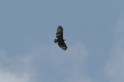 Solitary Eagle, second year, Podocarpus 070209b.jpg