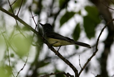 Sooty-Crowned Flycatcher, Jorupe, 070203.jpg